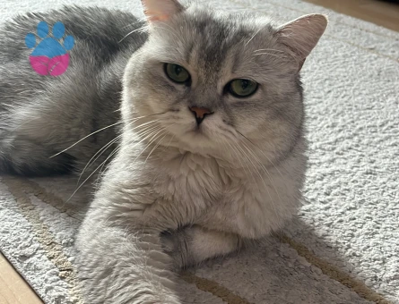 British Shorthair Avi Dişi partnerini arıyor