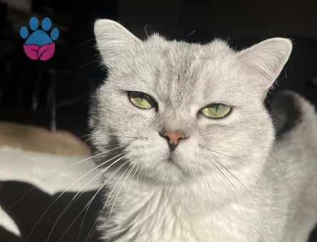 British Shorthair Avi Dişi partnerini arıyor