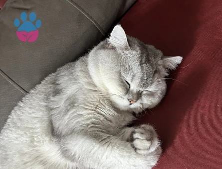 British Shorthair Avi Dişi partnerini arıyor
