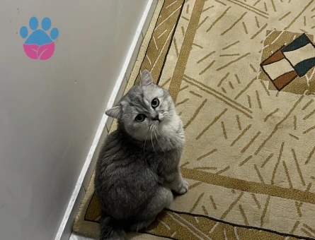 British Shorthair Avi Dişi partnerini arıyor