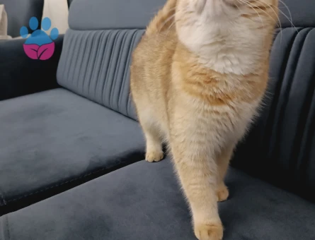 Brithish Golden shorthair kızıma eş arıyorum