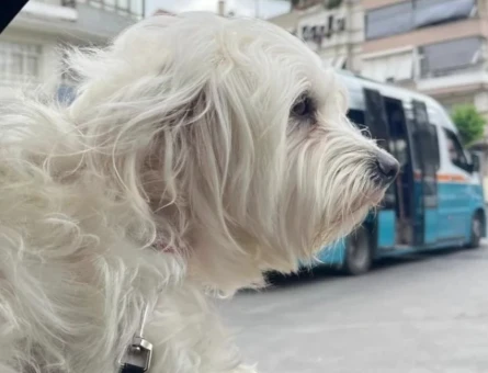 Maltese Terrier Oğluma Eş Arıyorum - 118970032