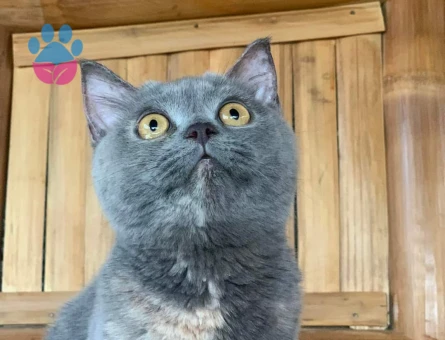 British Shorthair 1,5 Yaşında Eş Arıyor