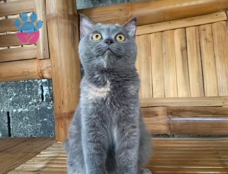 British Shorthair 1,5 Yaşında Eş Arıyor