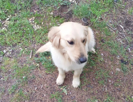 Golden Retriever 2 Yaşında Eş Arıyor - 118970044