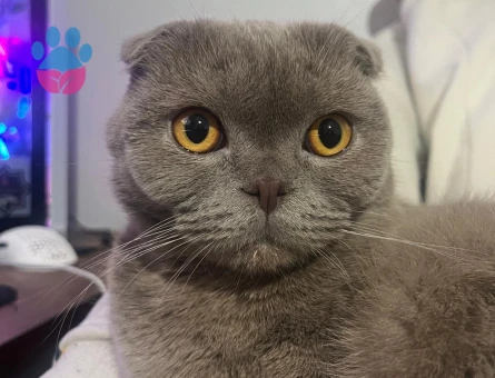 Scotish Kızıma Eş arıyorum