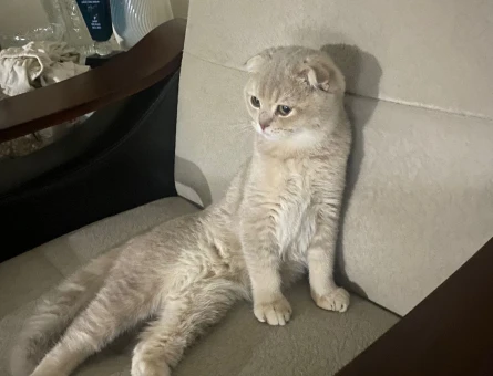 Scottish Fold Erkek Kedime Eş Arıyorum - 118970052