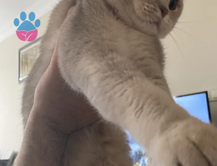 Scottish Fold Erkek Kedime Eş Arıyorum
