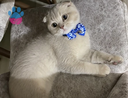 Scottish Fold Erkek Kedime Eş Arıyorum