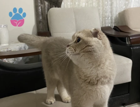 Scottish Fold Erkek Kedime Eş Arıyorum