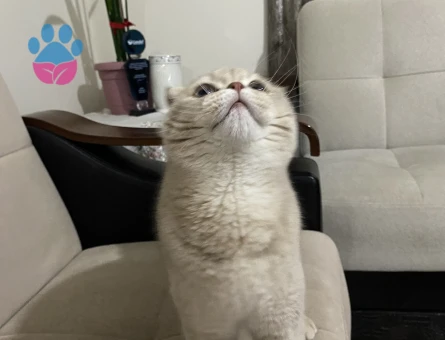 Scottish Fold Erkek Kedime Eş Arıyorum