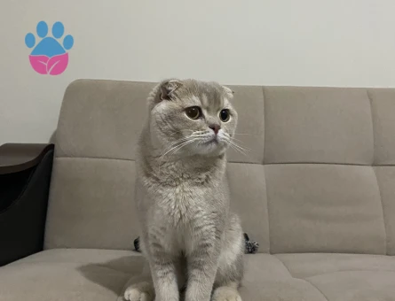 Scottish Fold Erkek Kedime Eş Arıyorum