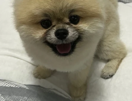 Poomeranian Boo 1 Yaşında Köpeğim Eş Arıyor - 118978199