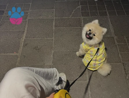 Poomeranian Boo 1 Yaşında Köpeğim Eş Arıyor
