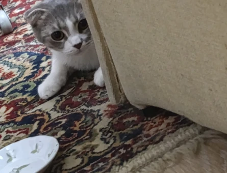 Scottish Fold Fıstık Kedimiz Eş Arıyor - 118978210