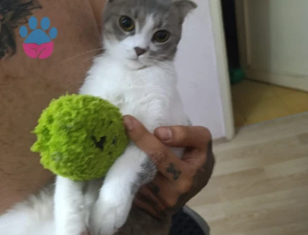 Scottish Fold Fıstık Kedimiz Eş Arıyor