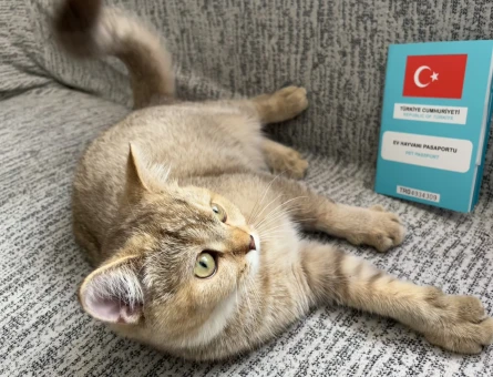 Van ipekyolu British Shorthair Kedim Eş Arıyor - 118984342