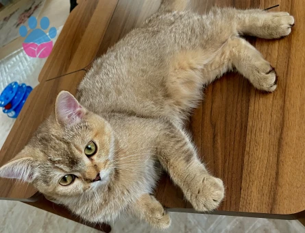 Van ipekyolu British Shorthair Kedim Eş Arıyor