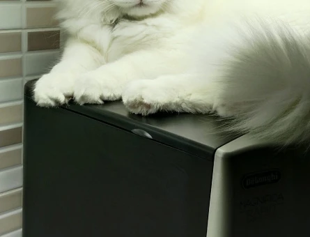 1 Yaşında Erkek British longhair Kızgınlıkta - 118984343