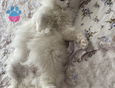 1 Yaşında Erkek British longhair Kızgınlıkta