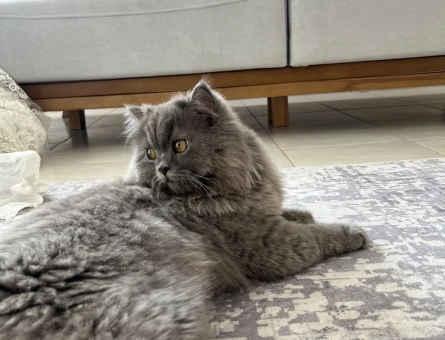 1 Yaşında British Longhair Kızgınlıkta - 118984344