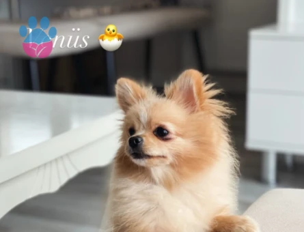 1 Yaşında Pomeranian Boo Köpeğim Eş Arıyor