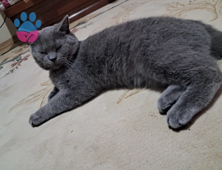 british shorthair 9 aylık erkek eş arıyoruz - 118984347