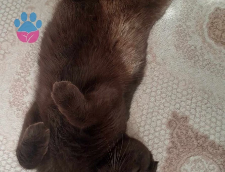 Scottish Fold Oğluma eş arıyorum