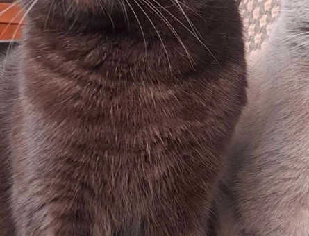 Scottish Fold Oğluma eş arıyorum - 118970670
