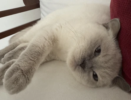 British Shorthair 1 Yaşında Kızgınlıkta - 118978797
