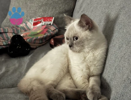 British Shorthair 1 Yaşında Kızgınlıkta