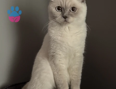 British Shorthair 1 Yaşında Kızgınlıkta