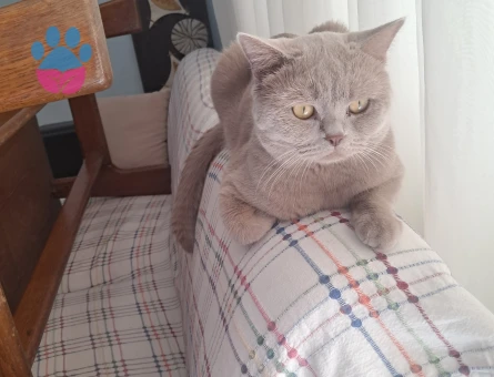 Brıtısh Shorthair Oğlumuz 1,5 Yaşında
