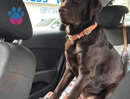 CHOCOLATE ERKEK LABRADOR