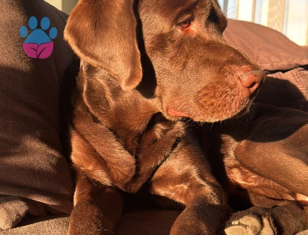 CHOCOLATE ERKEK LABRADOR