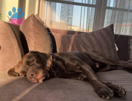 CHOCOLATE ERKEK LABRADOR