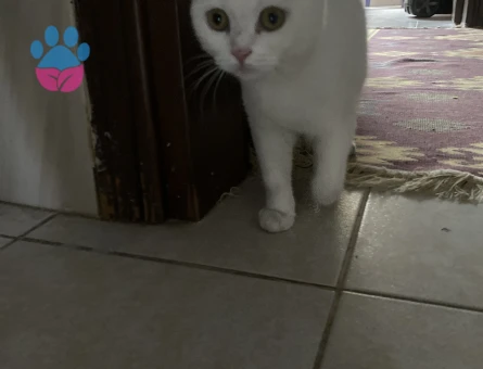 British Shorthair 1 Yaşında Kızım Eş Arıyor