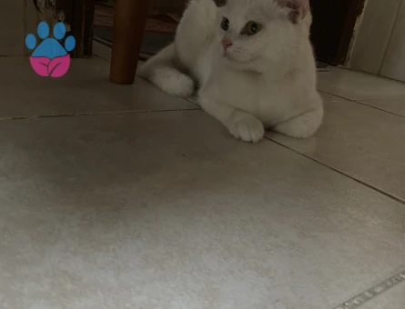 British Shorthair 1 Yaşında Kızım Eş Arıyor