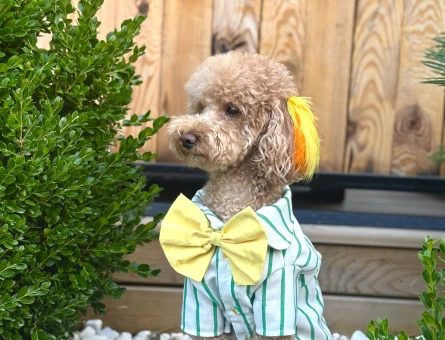 Toy Poodle Köpeğim Eş Arıyor - 118978812