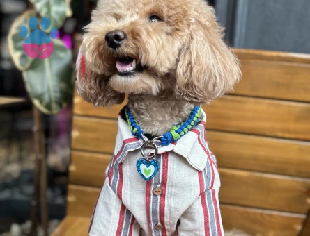 Toy Poodle Köpeğim Eş Arıyor