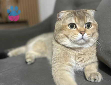 Scottish Fold Golden Oğluma Eş Arıyorum