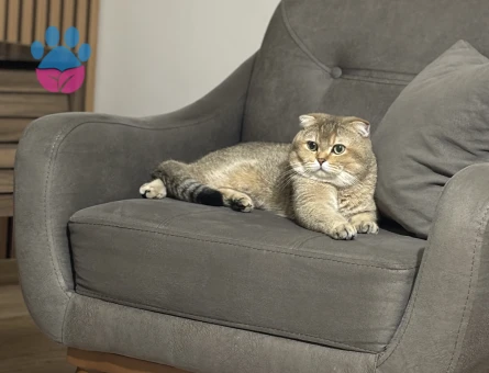Scottish Fold Golden Oğluma Eş Arıyorum