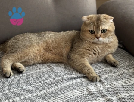 Scottish Fold Golden Oğluma Eş Arıyorum