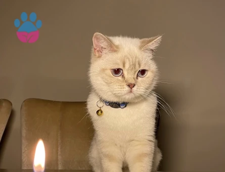 British Shorthair Dişi kedime eş arıyorum
