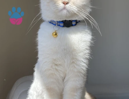 British Shorthair Dişi kedime eş arıyorum