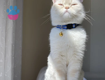 British Shorthair Dişi kedime eş arıyorum