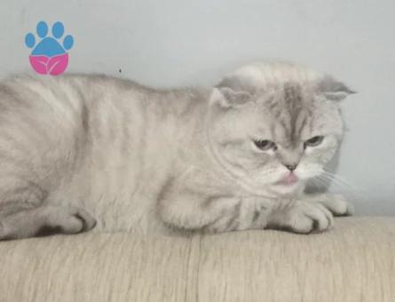 Scottisch cinsli kedimize eş adayı arıyoruz.