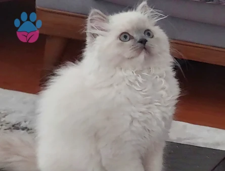 Fıstık yüzlü güzeller güzeli kızımız