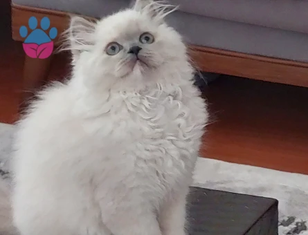 Fıstık yüzlü güzeller güzeli kızımız