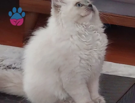 Fıstık yüzlü güzeller güzeli kızımız